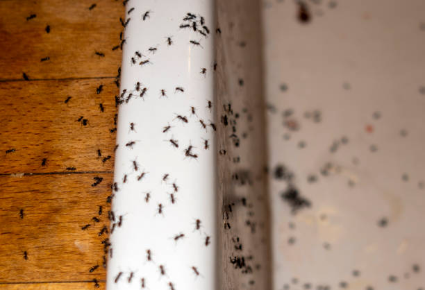Best Mosquito Control Services  in Wd, AR