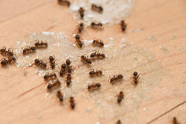 Best Termite Control Services  in Wd, AR