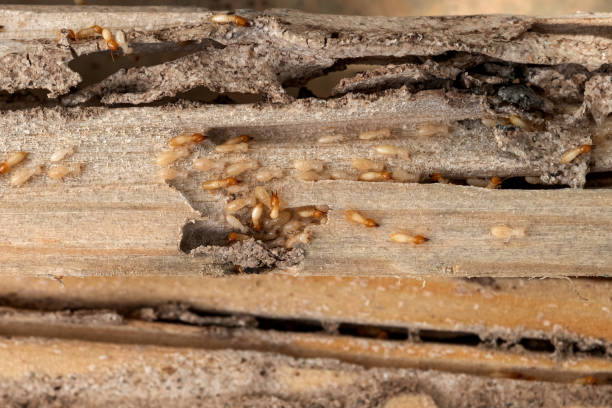 Best Exterminator Services  in Wd, AR